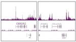 Histone H2A.Z Antibody in ChIP-Sequencing (ChIP-Seq)