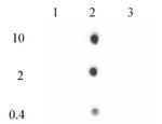 Histone H2A.Z Antibody in Dot Blot (DB)