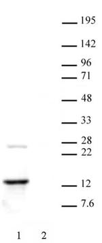 Histone H2A.Z Antibody in Western Blot (WB)