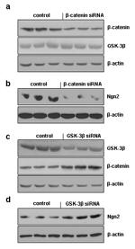 GSK3B Antibody in Western Blot (WB)