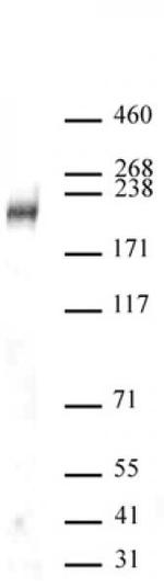 DOT1L Antibody in Western Blot (WB)