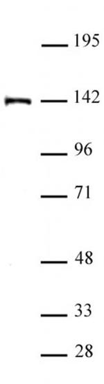 SALL4 Antibody in Western Blot (WB)