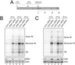 DDB1 Antibody in Western Blot (WB)