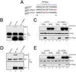 DDB1 Antibody in Western Blot (WB)