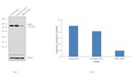 DDB1 Antibody in Western Blot (WB)