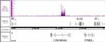 BMI-1 Antibody in ChIP-Sequencing (ChIP-Seq)