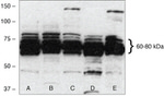 FBXW7 Antibody in Western Blot (WB)