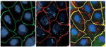 ZO-1 Antibody in Immunocytochemistry (ICC/IF)