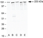 ZO-1 Antibody in Western Blot (WB)