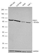 DISC1 Antibody in Western Blot (WB)