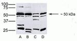 PDGF-D Antibody in Western Blot (WB)