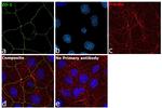 ZO-1 Antibody in Immunocytochemistry (ICC/IF)