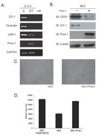 ZO-1 Antibody in Western Blot (WB)