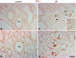 ZO-1 Antibody in Immunohistochemistry (IHC)