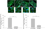 ZO-1 Antibody in Immunohistochemistry (IHC)