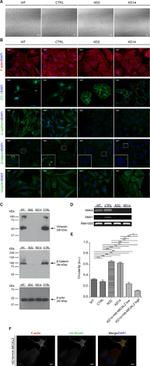 ZO-1 Antibody in Immunocytochemistry (ICC/IF)