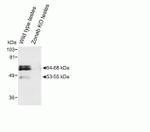 ZONAB Antibody in Western Blot (WB)