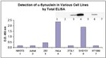 Human alpha Synuclein ELISA Kit