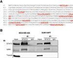 PCDGF Antibody in Western Blot (WB)