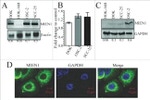 XTP4 Antibody in Western Blot, Immunocytochemistry (WB, ICC/IF)