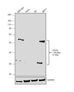 Occludin Antibody in Western Blot (WB)