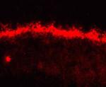 GJA10 Antibody in Immunohistochemistry (Frozen) (IHC (F))