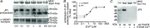 JPH2 Antibody in Western Blot (WB)