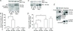 JPH1 Antibody in Western Blot (WB)