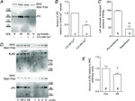 JPH2 Antibody in Western Blot (WB)