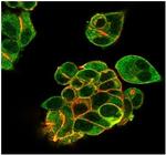 Lactotransferrin/Lactoferrin/LTF Antibody in Immunocytochemistry (ICC/IF)