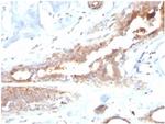 Lactotransferrin/Lactoferrin/LTF Antibody in Immunohistochemistry (Paraffin) (IHC (P))