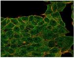 Lactotransferrin/Lactoferrin/LTF Antibody in Immunocytochemistry (ICC/IF)