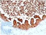 Lactotransferrin/Lactoferrin/LTF Antibody in Immunohistochemistry (Paraffin) (IHC (P))