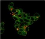 Lactotransferrin/Lactoferrin/LTF Antibody in Immunocytochemistry (ICC/IF)