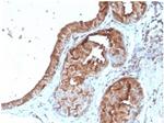 Lactotransferrin/Lactoferrin/LTF Antibody in Immunohistochemistry (Paraffin) (IHC (P))