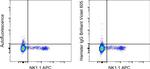 Syrian Hamster IgG Isotype Control in Flow Cytometry (Flow)