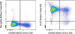 Ki-67 Antibody in Flow Cytometry (Flow)