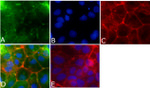 Occludin Antibody in Immunocytochemistry (ICC/IF)