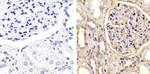 Occludin Antibody in Immunohistochemistry (Paraffin) (IHC (P))