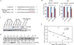 Metadherin Antibody in Western Blot (WB)