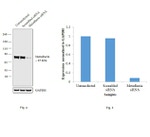 Metadherin Antibody in Western Blot (WB)