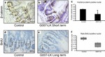 BrdU Antibody in Immunohistochemistry (IHC)