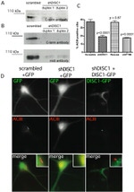 DISC1 Antibody in Western Blot (WB)