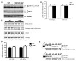 DISC1 Antibody in Western Blot (WB)