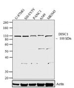 DISC1 Antibody in Western Blot (WB)