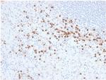 Lysozyme (Histiocytoma andMonocytic Acute Leukemia Marker) Antibody in Immunohistochemistry (Paraffin) (IHC (P))