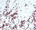 Lysozyme (Histiocytoma and Monocytic Acute Leukemia Marker) Antibody in Immunohistochemistry (Paraffin) (IHC (P))