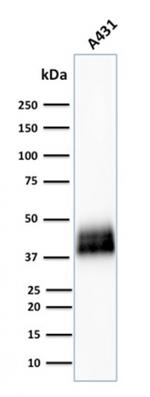 TACSTD2/TROP2 Antibody in Western Blot (WB)