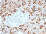 TACSTD2/TROP2 Antibody in Immunohistochemistry (Paraffin) (IHC (P))