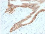 TACSTD2/TROP2 Antibody in Immunohistochemistry (Paraffin) (IHC (P))